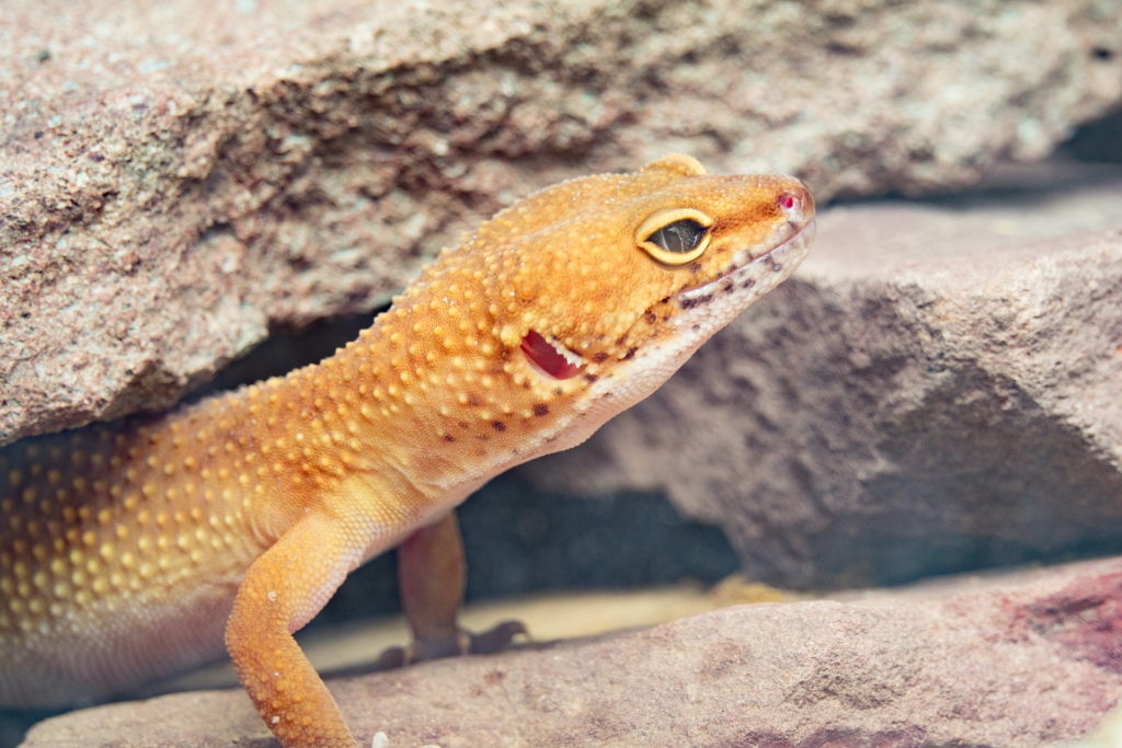 Ten Awesome Leopard Gecko Facts You Didn’t Know – DJL Exotics