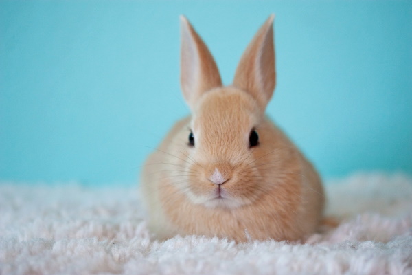 House Rabbits 6 Simple Things To Consider For Your Rabbits,Cheap Home Decor Stores South Africa